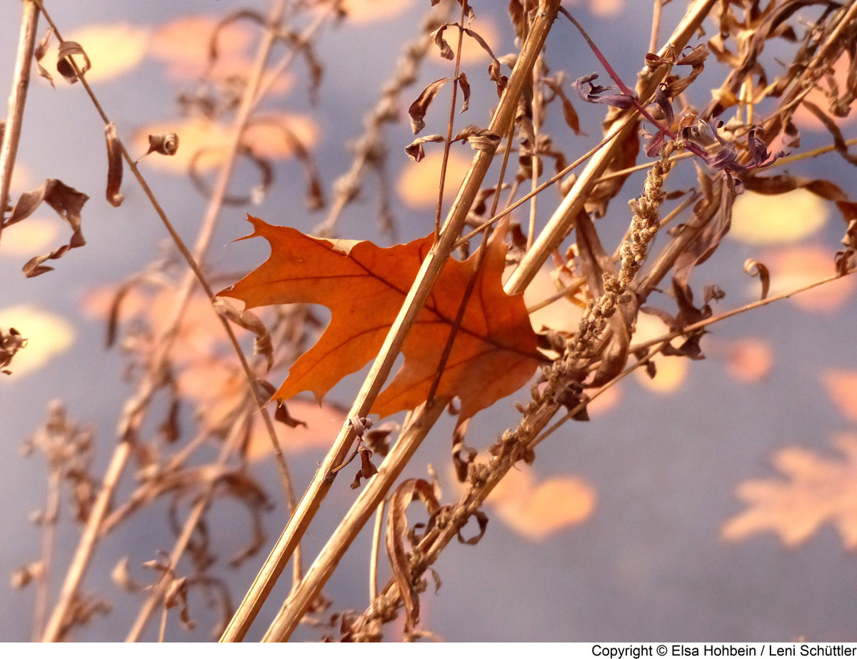 P1120651._b1CJPG.jpg